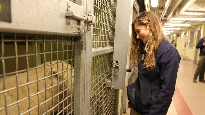 Unsere Helden: Die Tierärzte in der Arktis