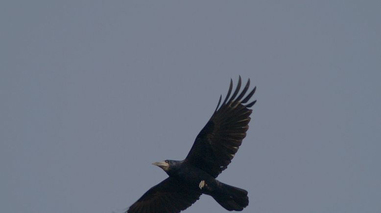 Die klugen Schwarzen - Rabenvögel