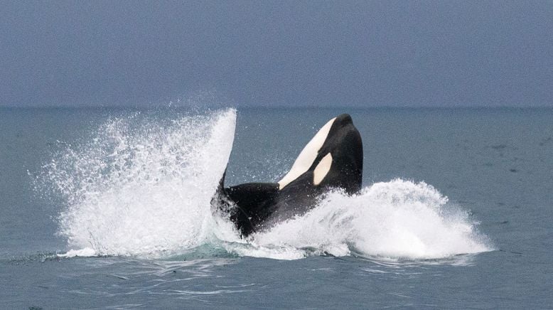 Orcas - Vorstoß in die Arktis