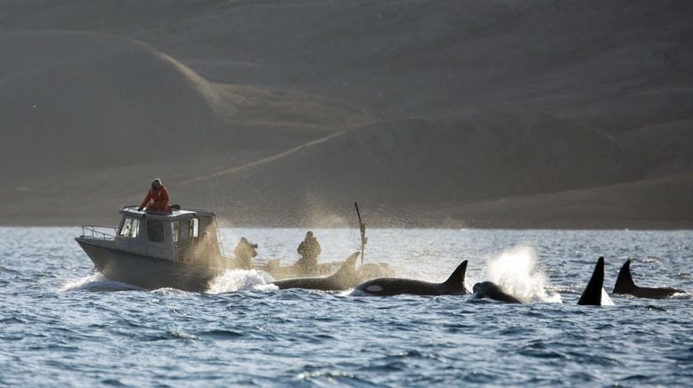 Orcas - Vorstoß in die Arktis