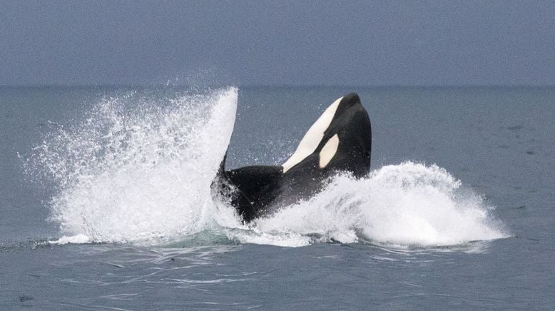 Orcas - Vorstoß in die Arktis