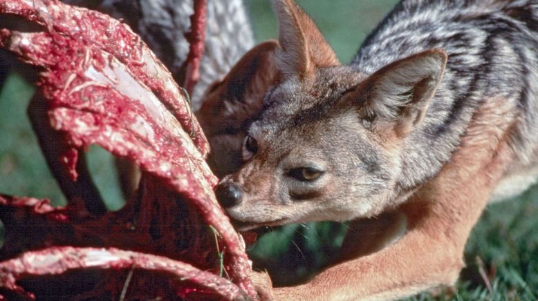 Die heiligen Tiere der Pharaonen