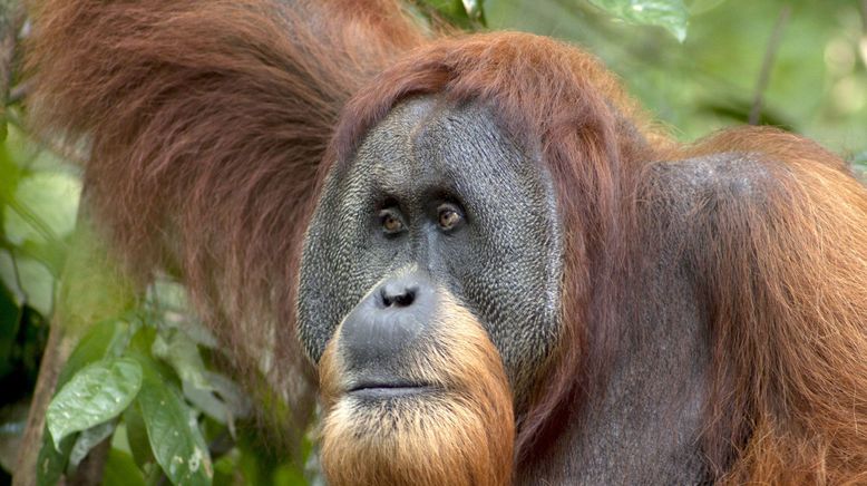 Gober - eine Orang-Utangeschichte