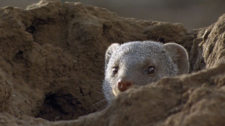 Gemeinsam sind sie stark - Afrikas Zebramungos