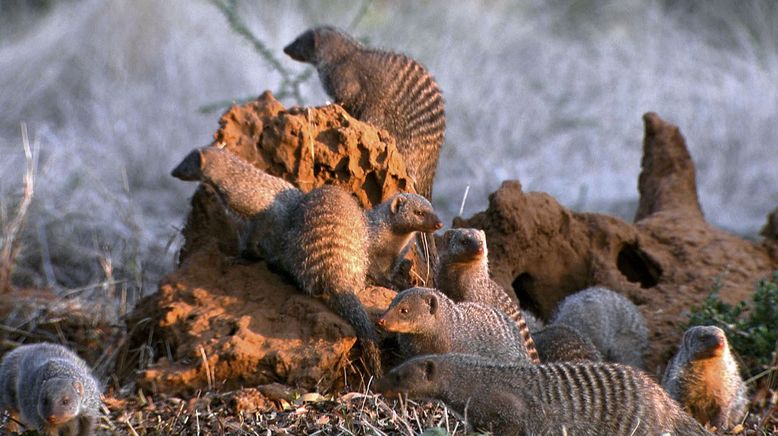 Gemeinsam sind sie stark - Afrikas Zebramungos