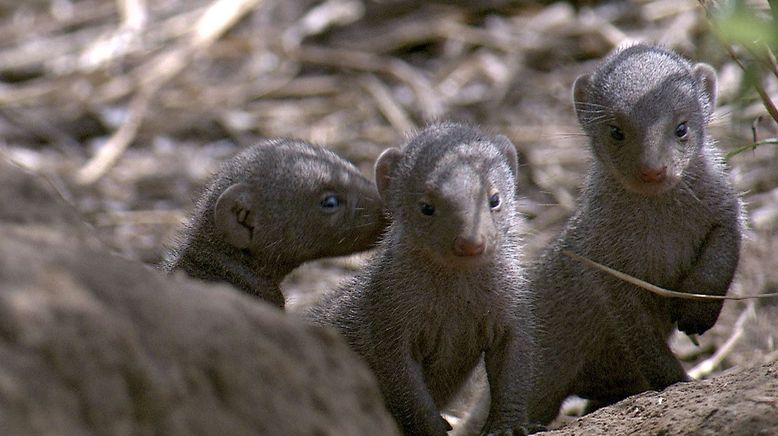 Gemeinsam sind sie stark - Afrikas Zebramungos