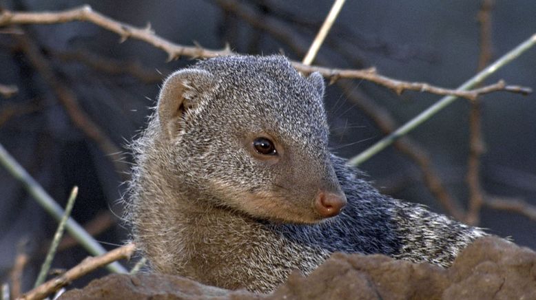 Gemeinsam sind sie stark - Afrikas Zebramungos