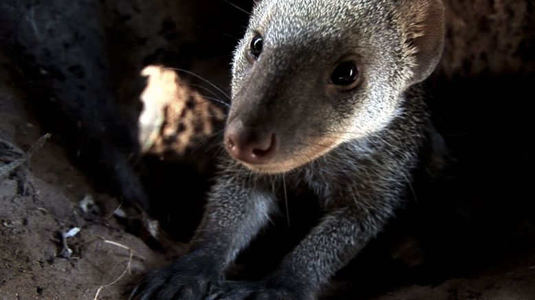 Gemeinsam sind sie stark - Afrikas Zebramungos