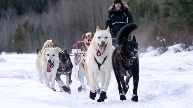 Mit meinen Schlittenhunden durch Alaska