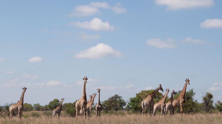 Afrikas tödlichste Jäger