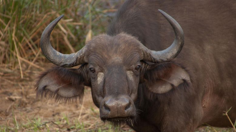 Afrikas tödlichste Jäger