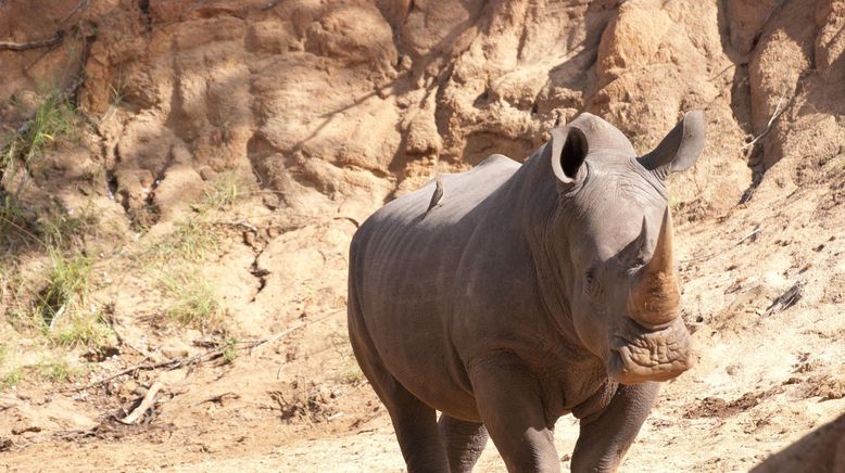 Afrikas tödlichste Jäger