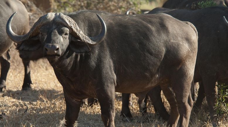 Afrikas tödlichste Jäger