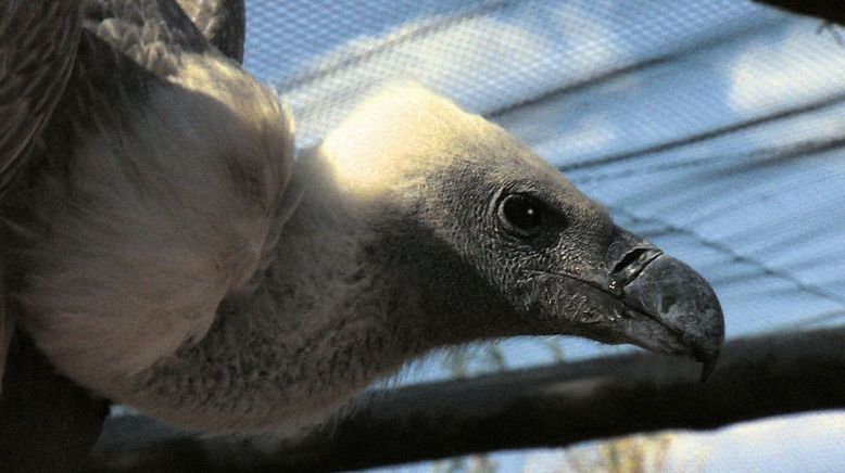 Das Waisenhaus für wilde Tiere