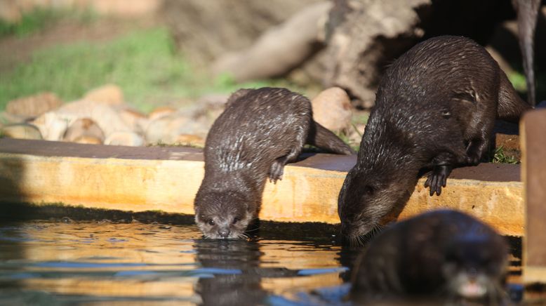 Taronga Zoo Hautnah