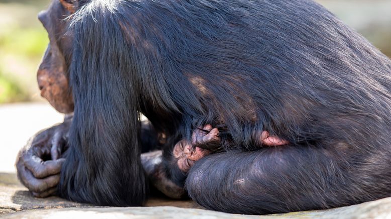 Taronga Zoo Hautnah