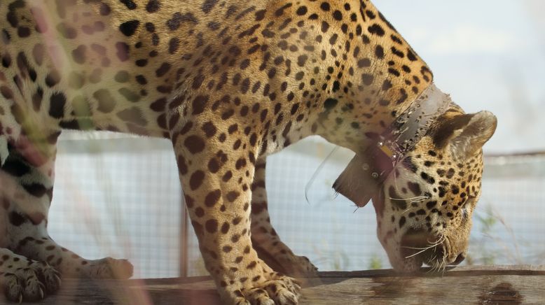 Argentinien: Der Jaguar ist zurück