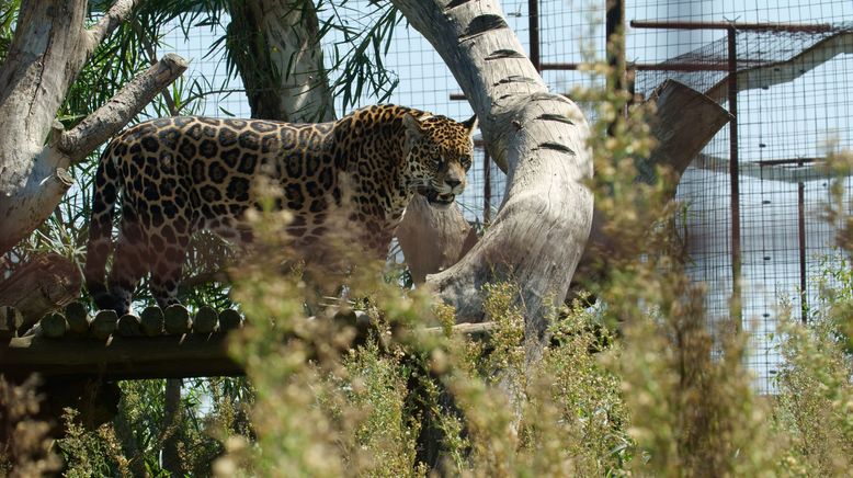 Argentinien: Der Jaguar ist zurück