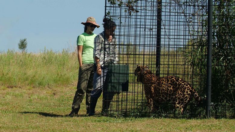 Argentinien: Der Jaguar ist zurück