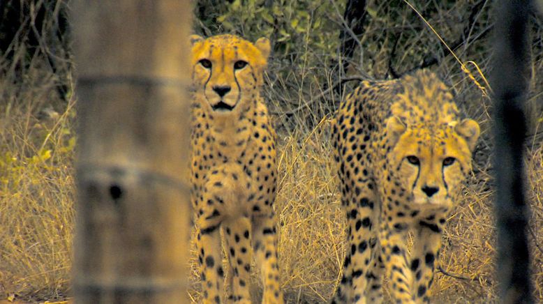 Das Waisenhaus für wilde Tiere - Abenteuer Afrika