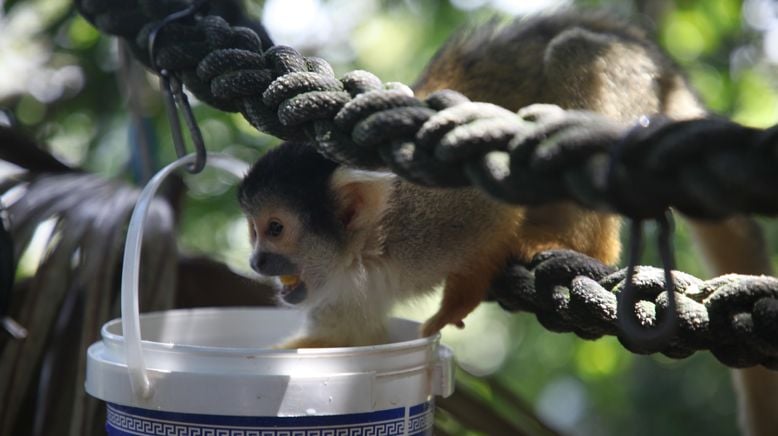 Taronga Zoo Hautnah