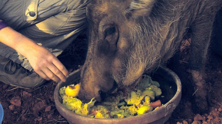 Das Waisenhaus für wilde Tiere