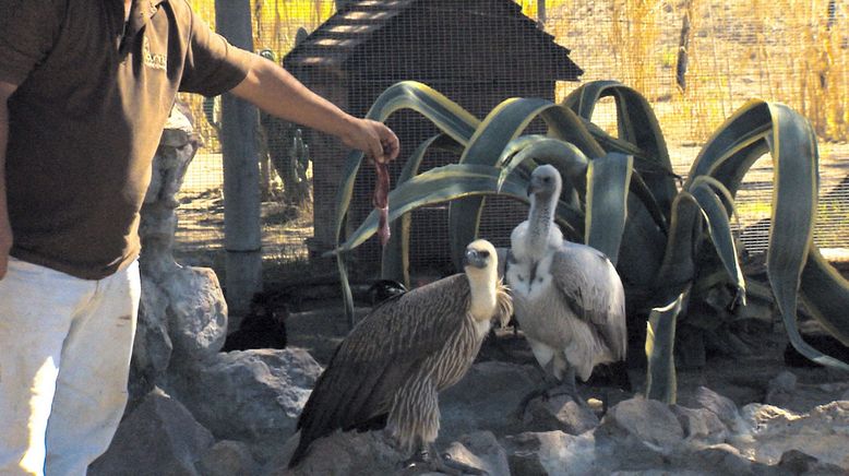 Das Waisenhaus für wilde Tiere