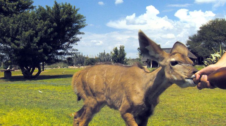 Das Waisenhaus für wilde Tiere