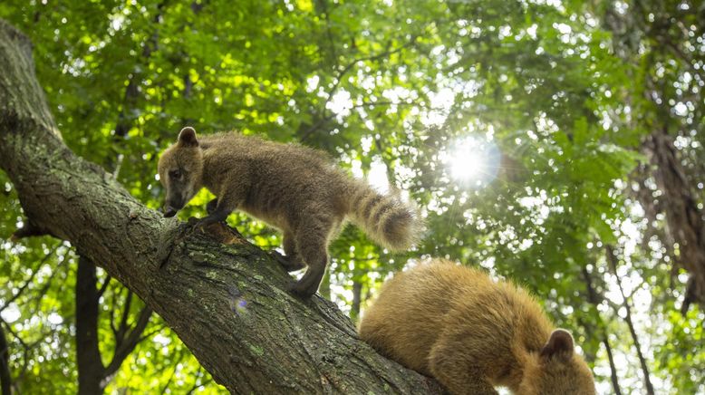 Tierkinder der Wildnis