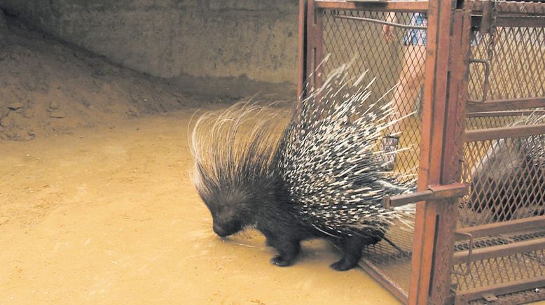 Das Waisenhaus für wilde Tiere