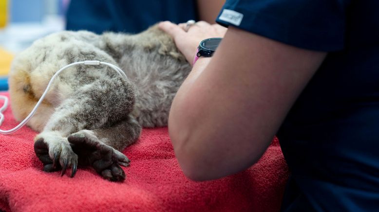 Wildtierrettung