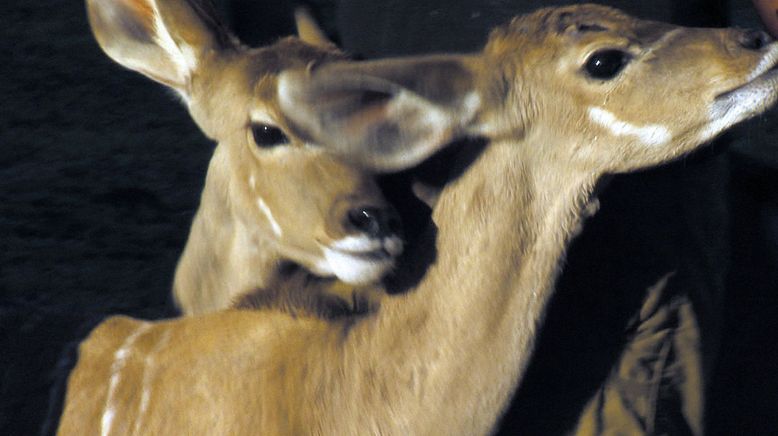 Das Waisenhaus für wilde Tiere