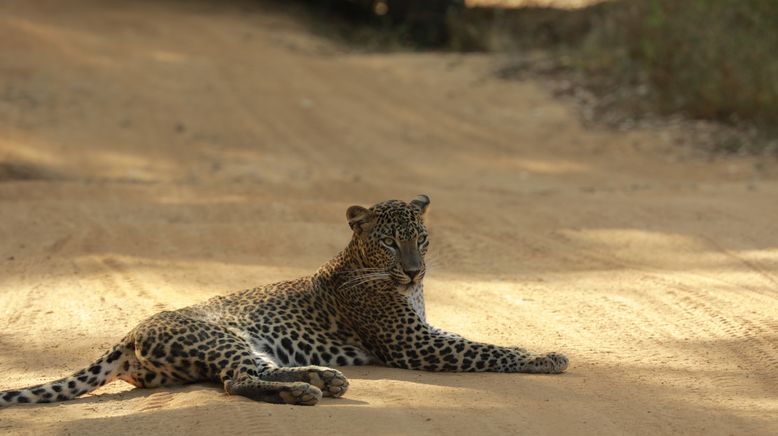 Sri Lankas Leoparden-Dynastie