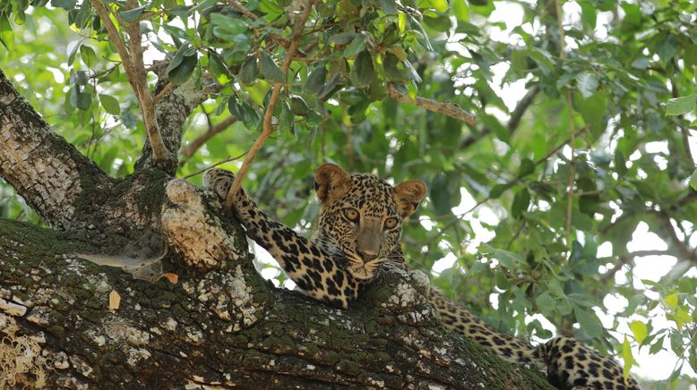 Sri Lankas Leoparden-Dynastie