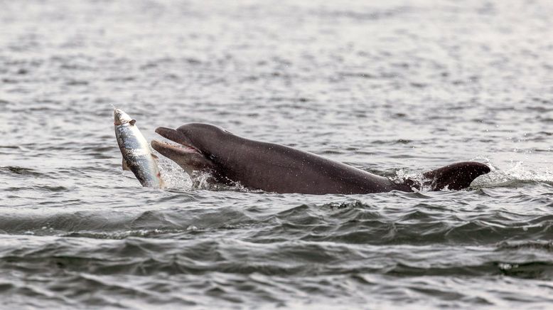 Unsere Meere: Die Nordsee. Die Ostsee