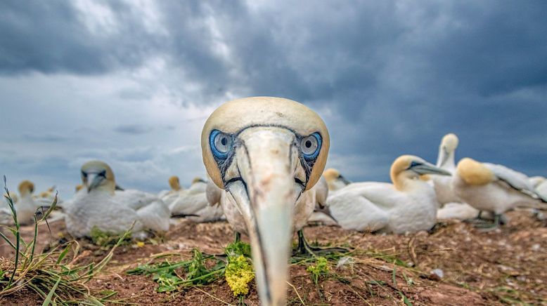 Unsere Meere: Die Nordsee. Die Ostsee