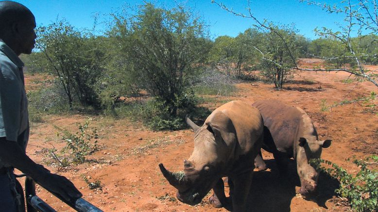 Das Waisenhaus für wilde Tiere