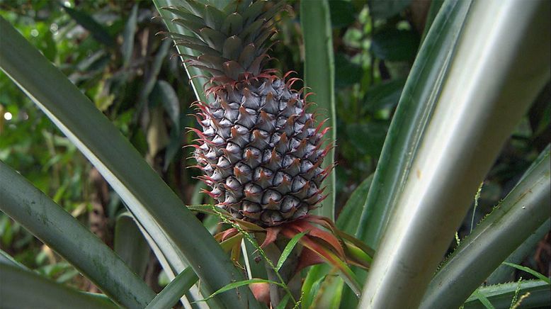 Exotischer Hochgenuss: Ananas & Co.