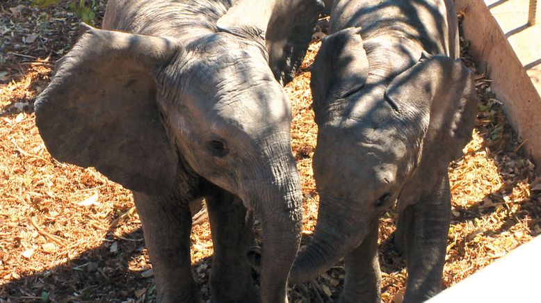 Das Waisenhaus für wilde Tiere - Abenteuer Afrika