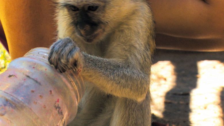 Das Waisenhaus für wilde Tiere - Abenteuer Afrika