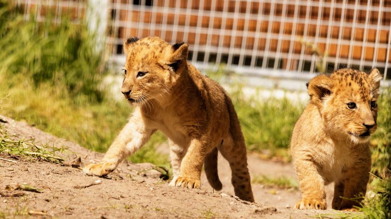 Taronga Zoo Hautnah