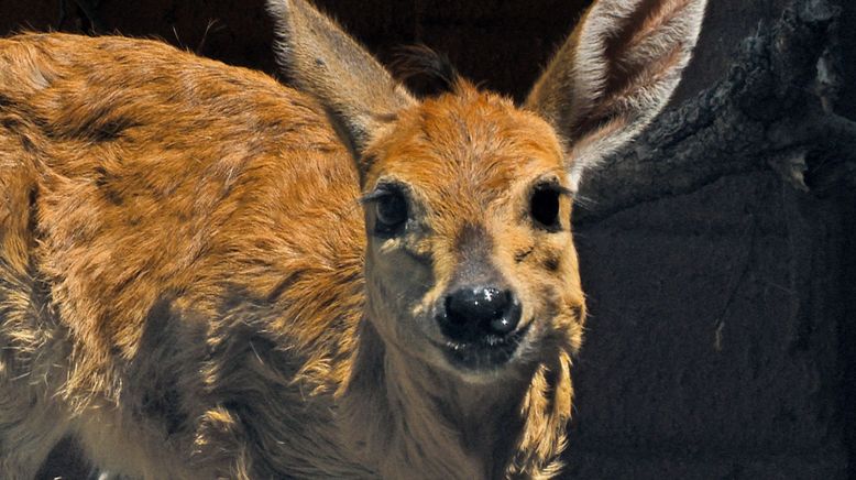 Das Waisenhaus für wilde Tiere