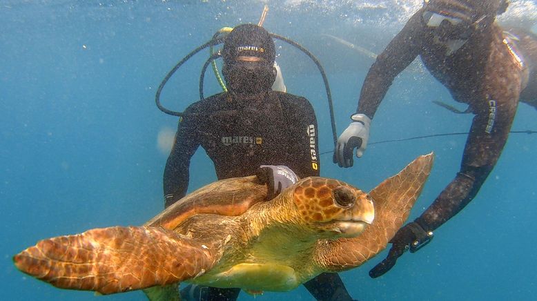 Kapverden: Zwei Hunde als Schildkrötenretter