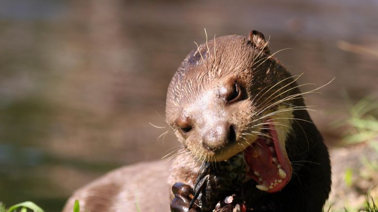 Otter - Die Fischer vom Dienst