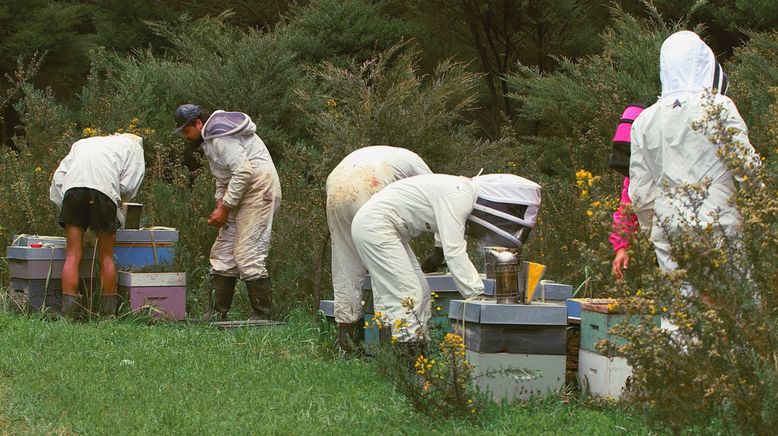 Die Bienenflüsterer