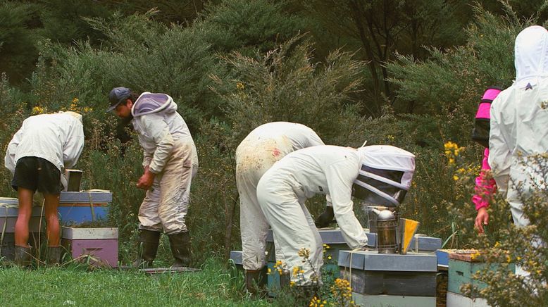 Die Bienenflüsterer