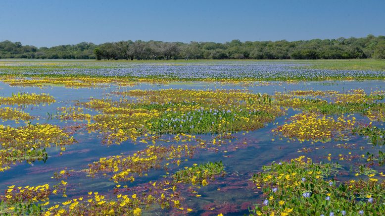 Wildes Brasilien