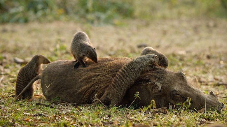 Kalahari - Gesetz der Wildnis