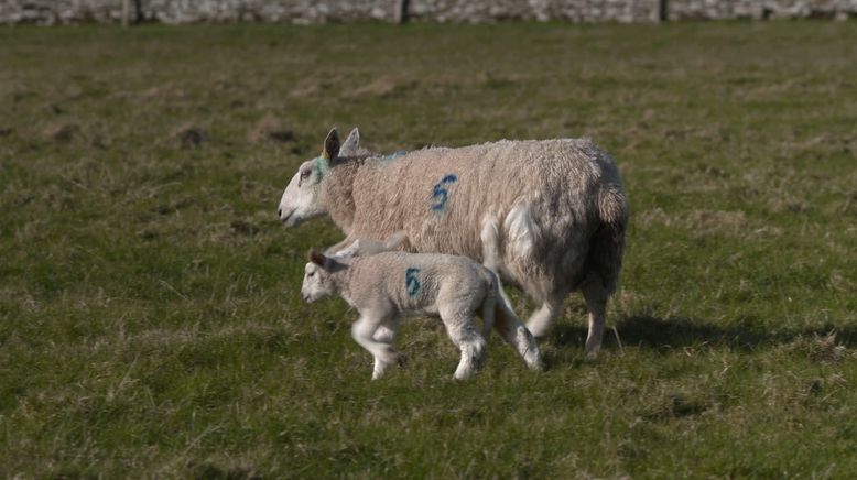 Mit vollem Einsatz - Die Tierärzte in den Highlands