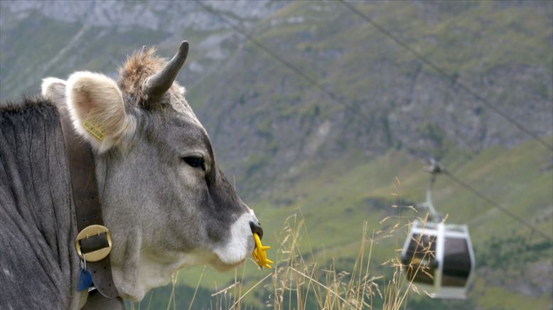 Hoch über dem Vinschgau